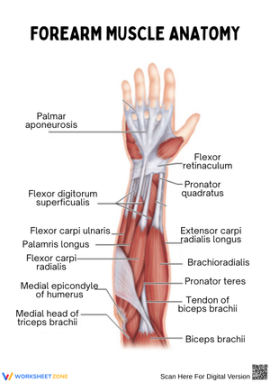 Forearm Muscle Anatomy Worksheet