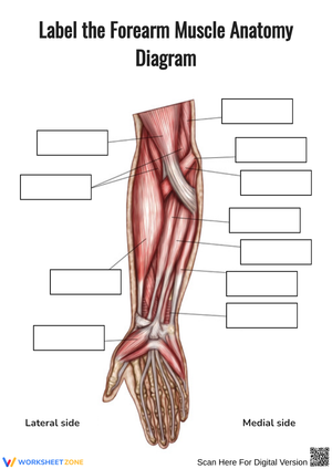 Label the Forearm Muscle Anatomy Diagram Worksheet