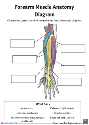 Forearm Muscle Anatomy Diagram Worksheet