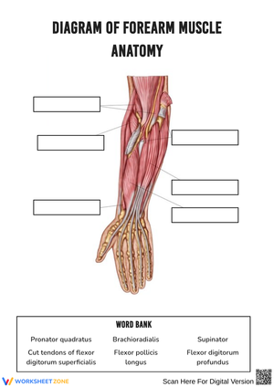 Forearm Muscle Anatomy Labeling Worksheet