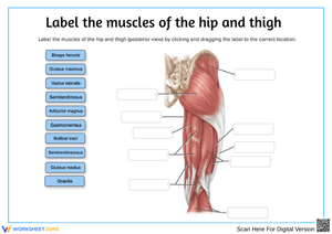 Posterior Hip and Thigh Muscles Anatomy Worksheet