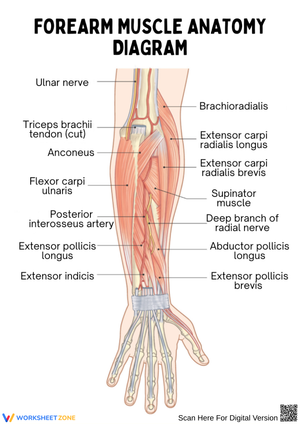 Forearm Muscle Anatomy Diagram Worksheet