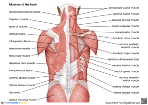 Back Muscles Anatomy Diagram