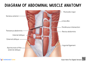 Diagram of Abdominal Muscle Anatomy Worksheet