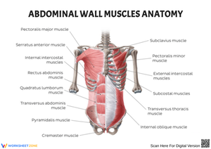 Abdominal Wall Muscles Anatomy Worksheet