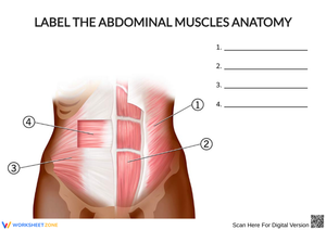 Label the Abdominal Muscles Anatomy Worksheet