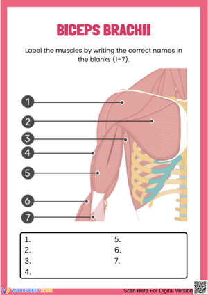 Biceps Brachii Labeling Worksheet