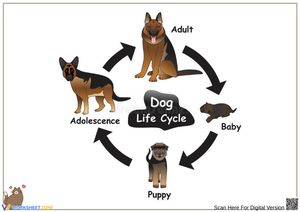 Dog Life Cycle Visual Chart