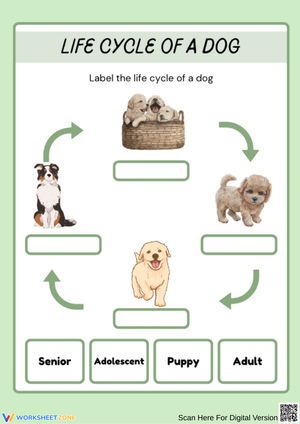 Dog Life Cycle Stages Worksheet