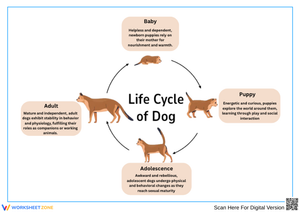 Dog Life Cycle Stages Diagram