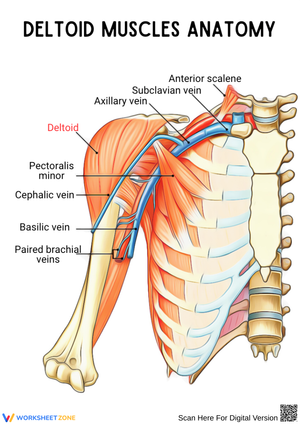 Deltoid Muscle Anatomy with Veins Diagram Worksheet