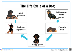 The Life Cycle of a Dog Worksheet