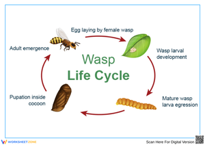 Wasp Life Cycle Diagram with Stages