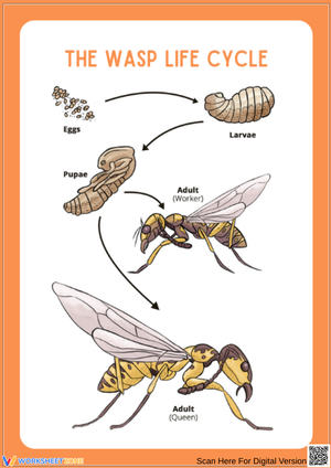 Wasp Life Cycle Stages: Egg, Larvae, Pupae, Adult