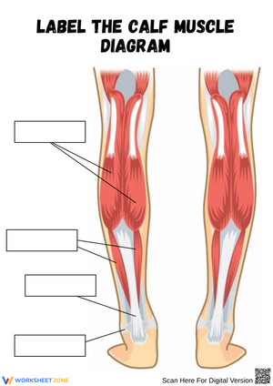 Label the Calf Muscle Anatomy Worksheet
