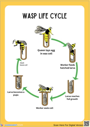 Wasp Life Cycle Chart with Worker Roles