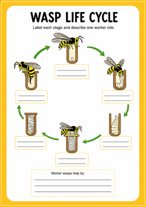 Essential Wasp Life Cycle Worksheet | Grade 6-7 Science