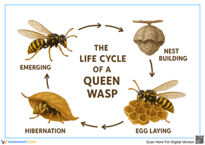Queen Wasp Life Cycle Diagram