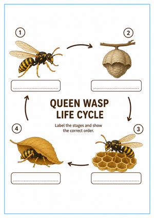 Grade 6 Wasp Life Cycle — Printable No-Prep Worksheet