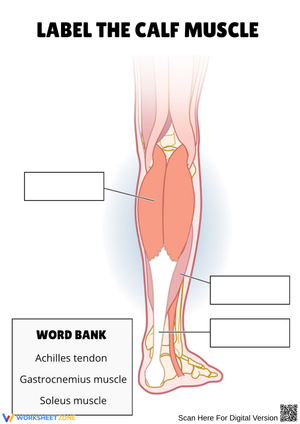 Label the Calf Muscle Anatomy Worksheet