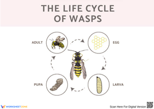 The Life Cycle of Wasps Activity Sheet