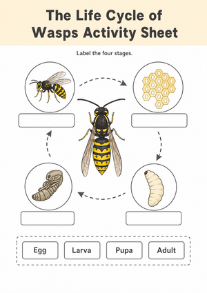 Essential Wasp Life Cycle Worksheet | Grade 6-7 Science