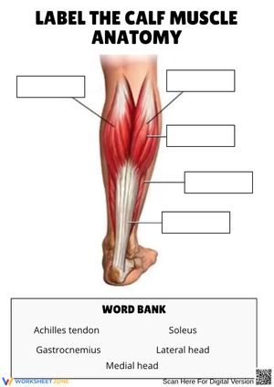 Label the Calf Muscle Anatomy Worksheet