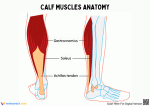Calf Muscle Anatomy Diagram Worksheet