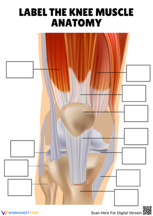 Label the Knee Muscle Anatomy Worksheet