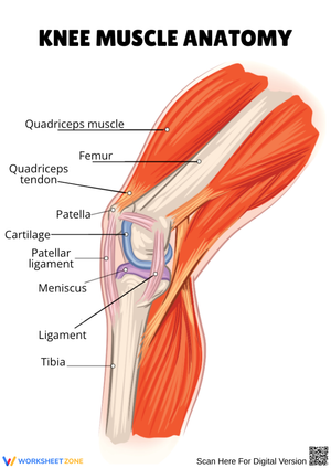 Knee Muscle Anatomy Diagram Worksheet