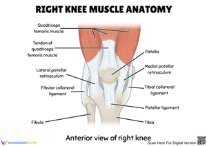 Right Knee Muscle Anatomy Diagram Worksheet