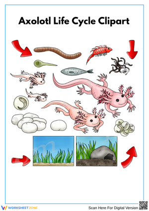 Axolotl Life Cycle Clipart