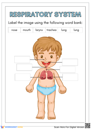 Respiratory System Diagram Worksheet for Kids