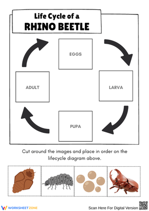 Rhino Beetle Life Cycle Worksheet for Kids