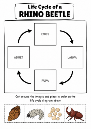 Grade 3 Rhino Beetle Life Cycle — Printable Worksheet