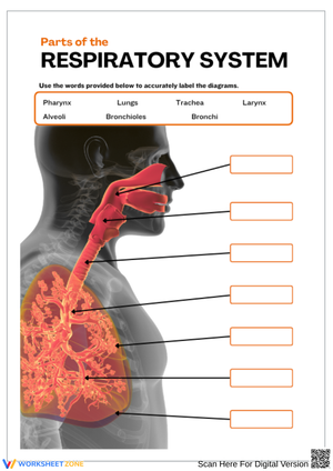 Respiratory System Labeling Worksheet