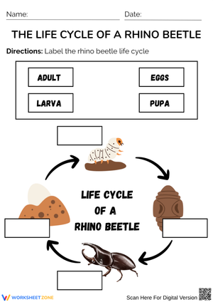 Rhino Beetle Life Cycle Labeling Worksheet