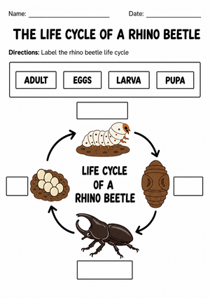 Rhino Beetle Life Cycle Worksheet | Grade 3 Printable