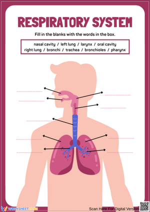 Respiratory System Fill-in-the-Blank Worksheet