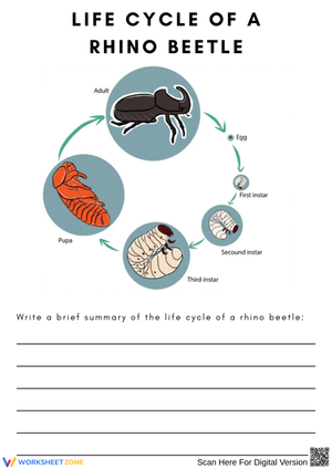 Rhino Beetle Life Cycle Writing Worksheet