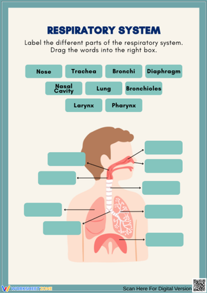 Respiratory System Drag-and-Drop Labeling Worksheet