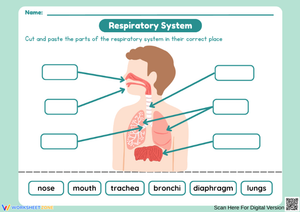 Respiratory System Cut and Paste Worksheet