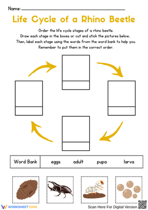 Life Cycle of a Rhino Beetle Cut and Paste Worksheet
