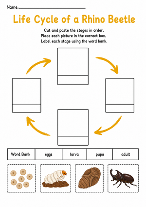Rhino Beetle Life Cycle Worksheet | Essential Grade 3