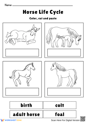 Horse Life Cycle Cut and Paste Worksheet
