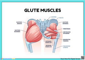Glute Muscles Anatomy Chart