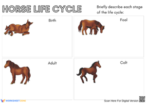 Horse Life Cycle Writing Worksheet