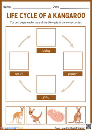 Kangaroo Life Cycle Cut and Paste Worksheet