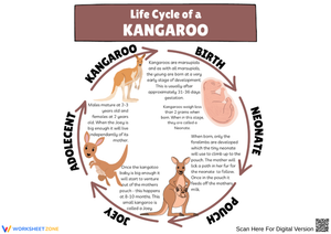 Kangaroo Life Cycle Diagram Worksheet