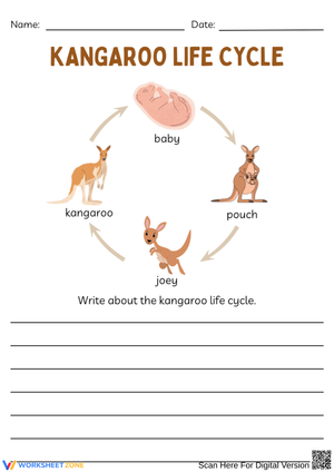 Kangaroo Life Cycle Writing Worksheet